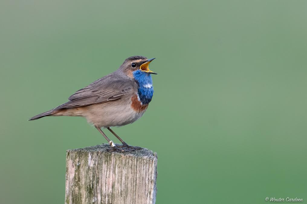 Blauwborst witte ster - Wouter Cardoen