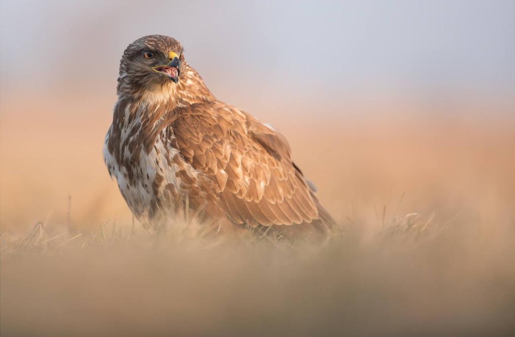 Buizerd - Kris Hermans
