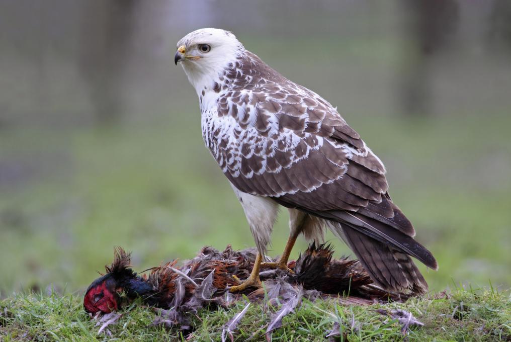 Buizerd lichte vorm - Luc Meert