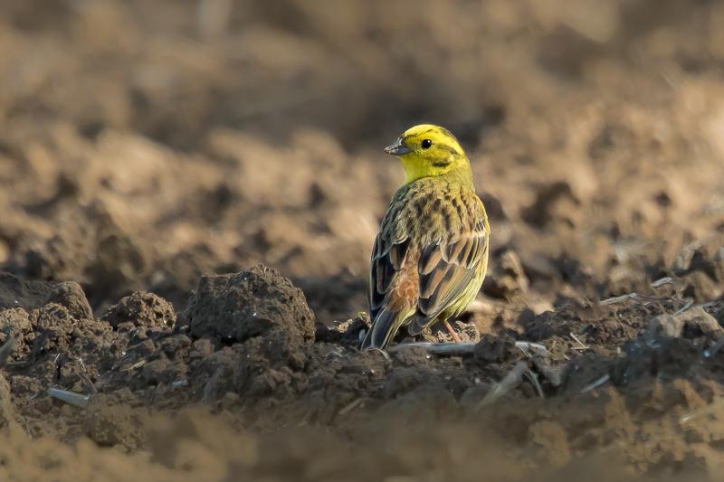 Geelgors - waarnemingen.be - Jo De Pauw