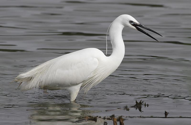Kleine zilverreiger - waarnemingen.be - Axel Smets