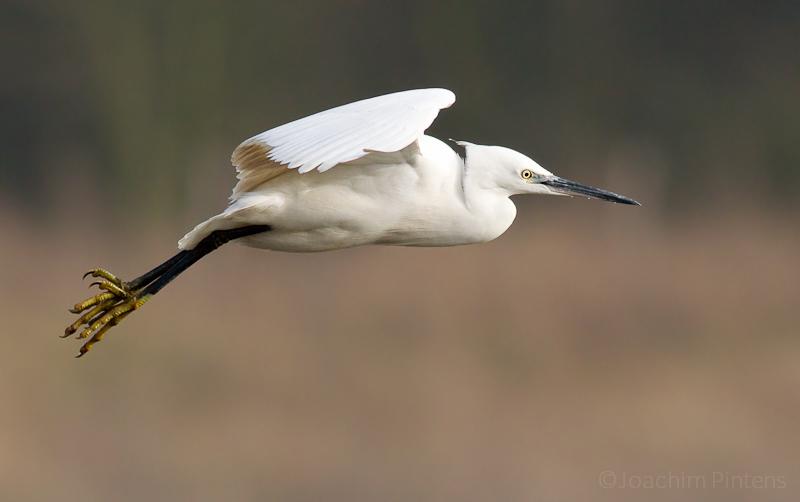 Kleine zilverreiger - waarnemingen.be - Joachim Pintens