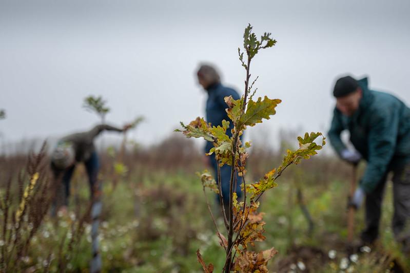 Plant je eigen bedrijfsbos