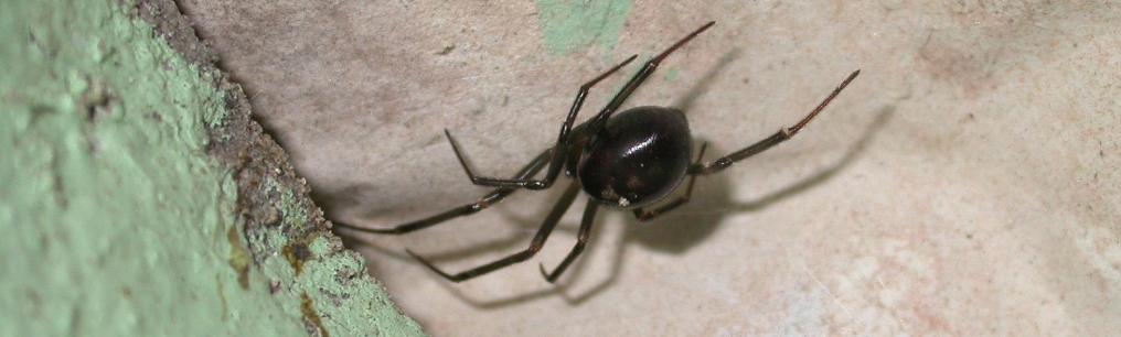 Grote steatoda - Peter Van der Schoot Grote steatoda - Peter Van der Schoot