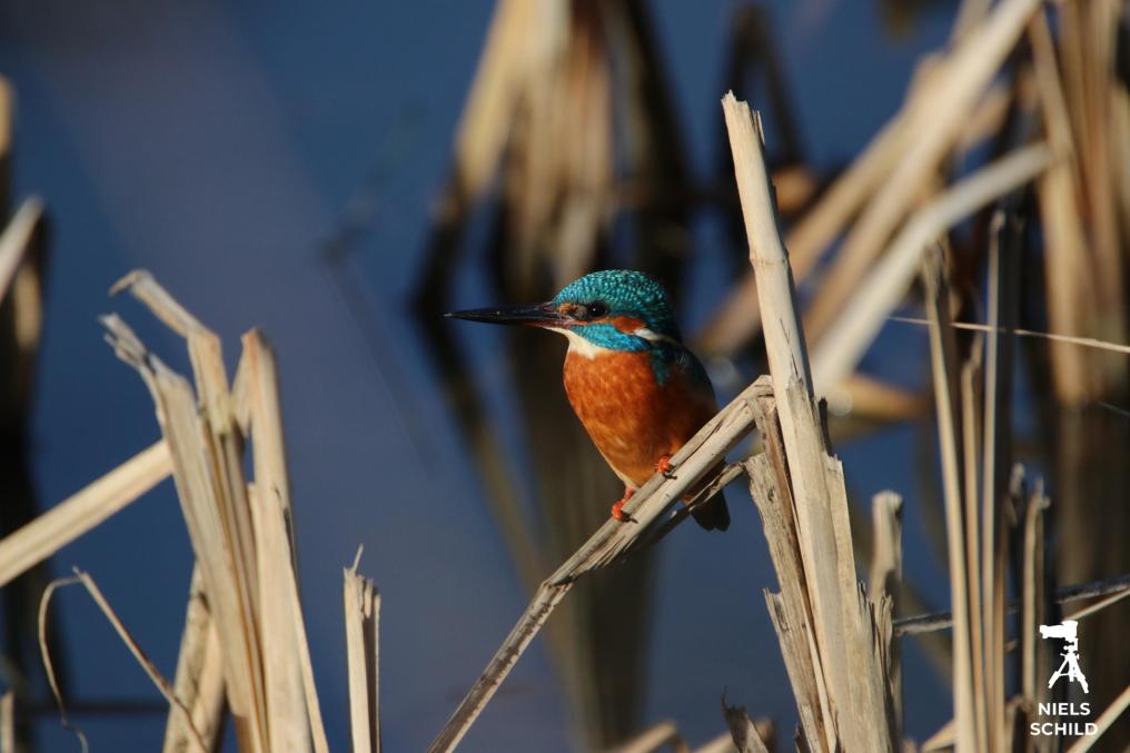 ijsvogel © Niels Schild