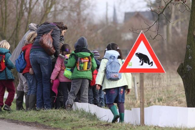 Paddenoverzet in actie