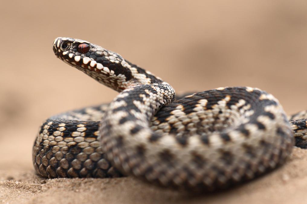 Adder