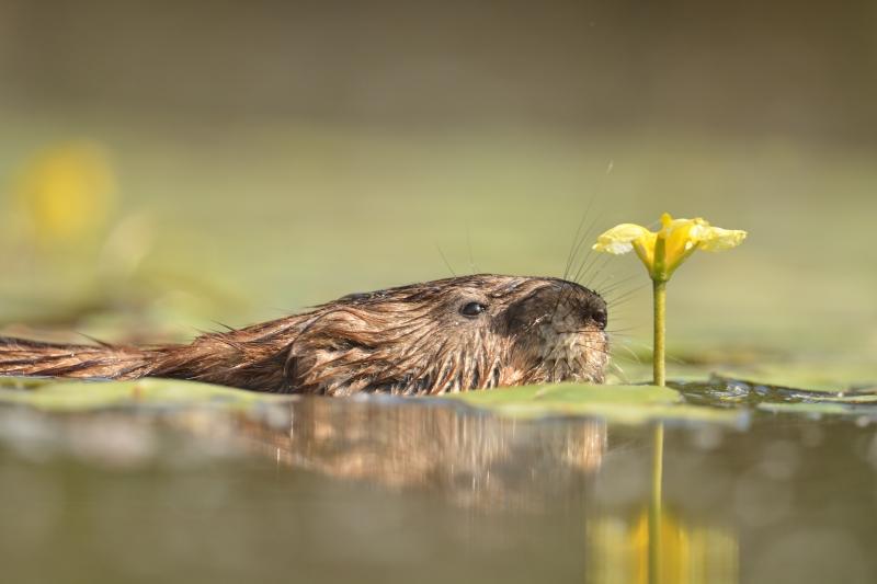 Muskusrat - Vilda - Yves Adams
