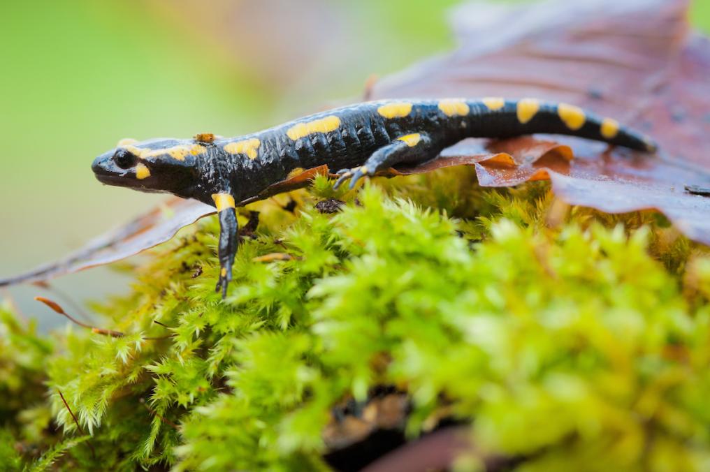 Vuursalamander