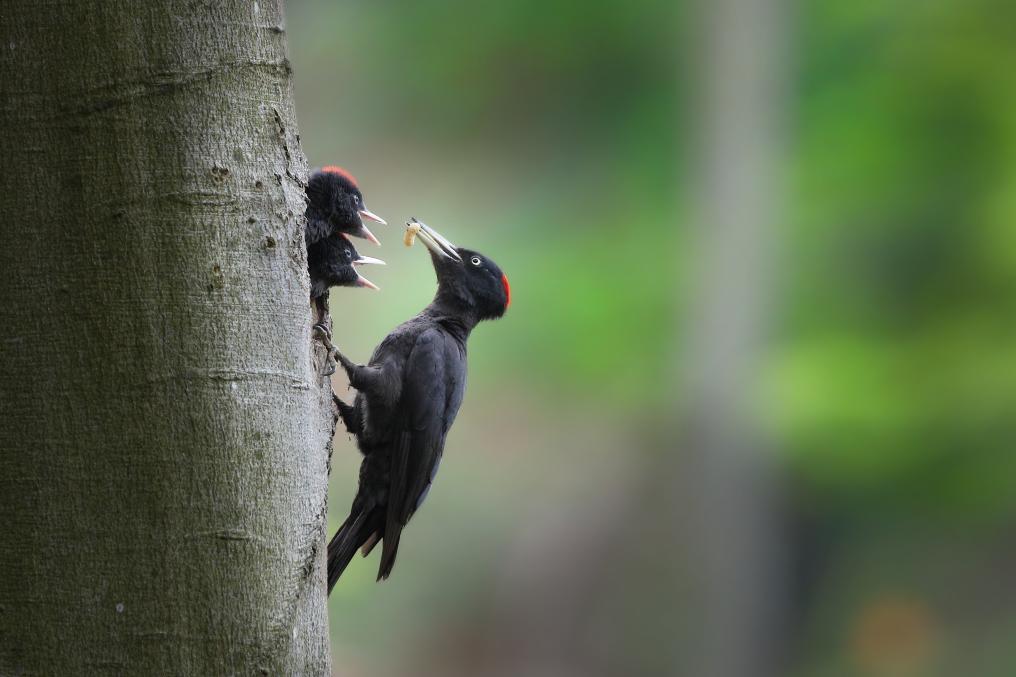 Zwarte specht geeft jongen eten