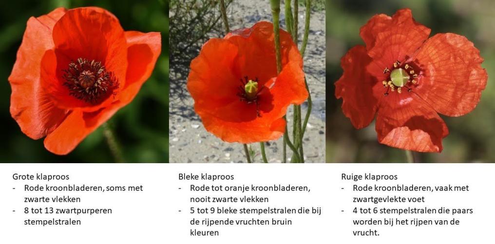 klaprozen_herkennen_-_bloem