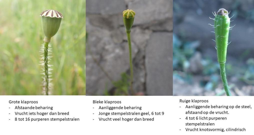 klaprozen_herkennen_-_vrucht