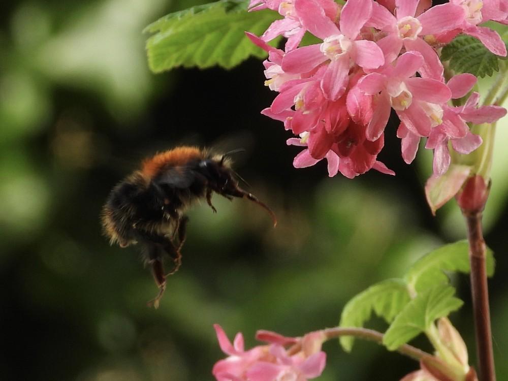 Bij - Akkerhommel - Waarnemingen - Koenraad Bracke
