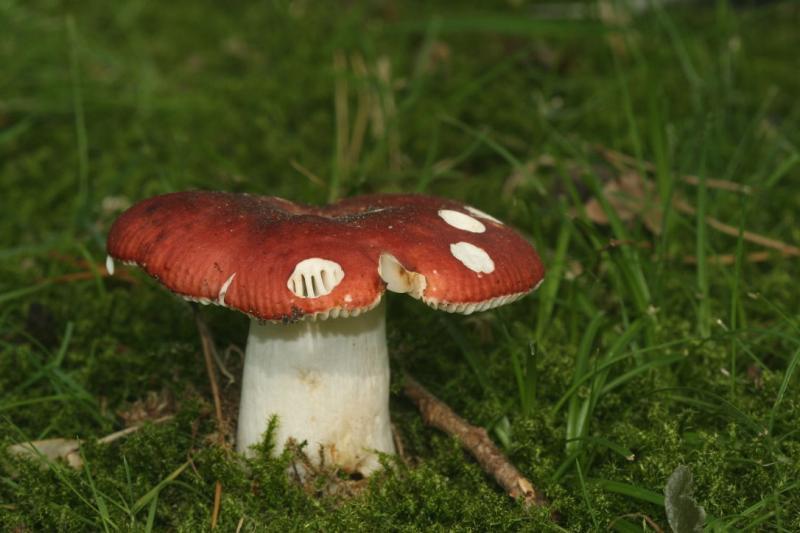 Honingrussula