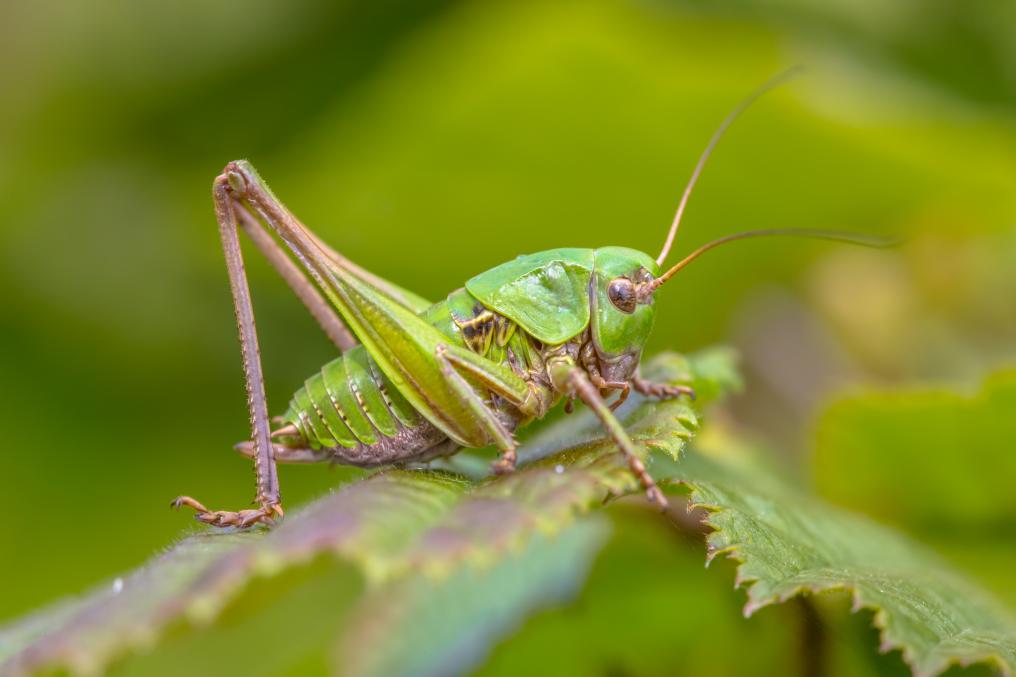 Wrattenbijter - shutterstock