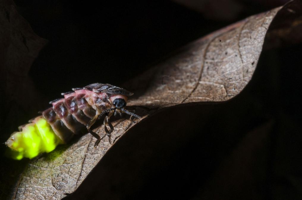 Grote glimworm