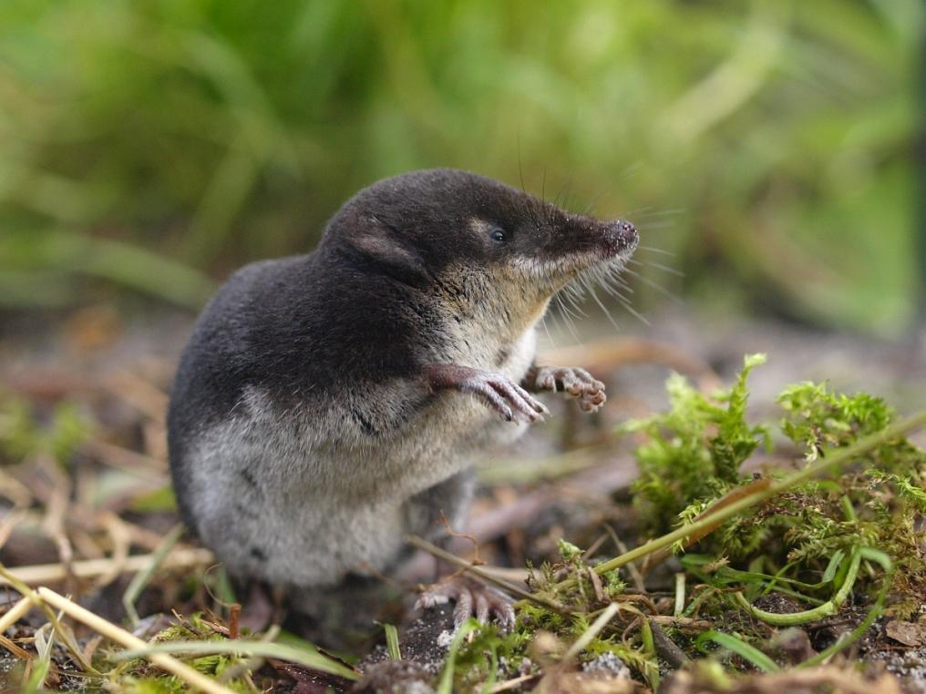Waterspitsmuis