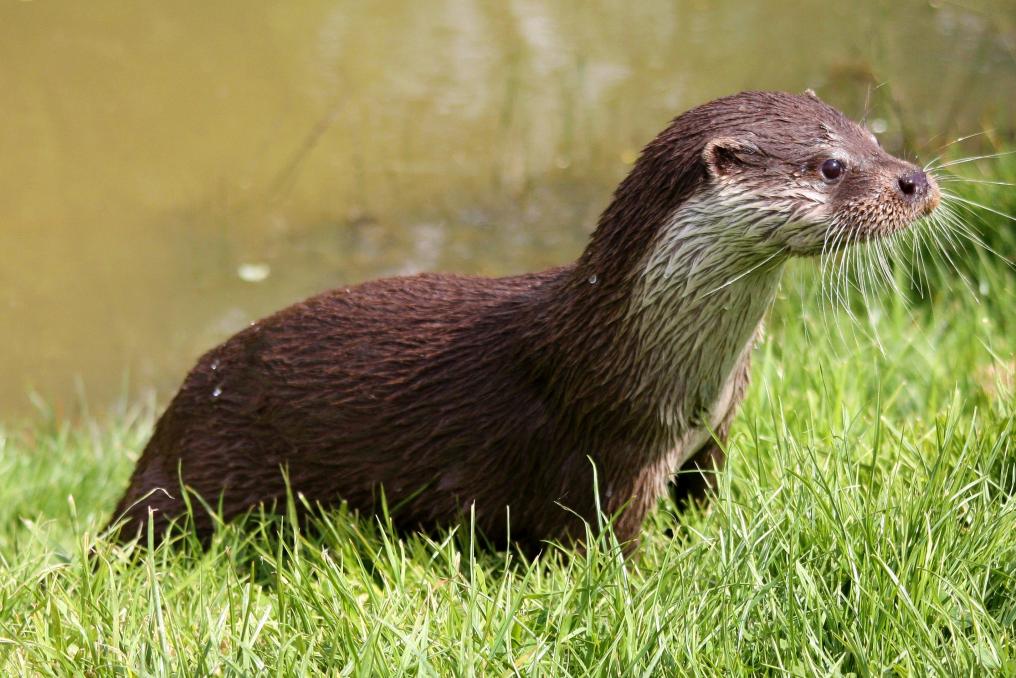 Europese otter