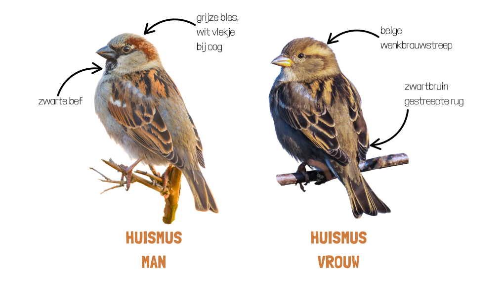 Huismus