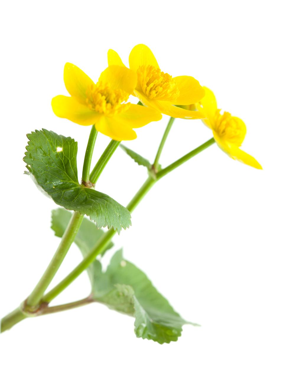 Dotterbloem