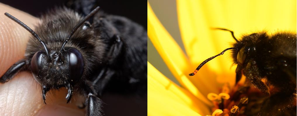Verschil voelsprieten zwartspriethoutbij en blauwzwarte houtbij