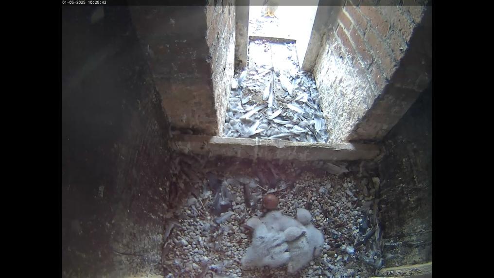 Nest in Wetteren
