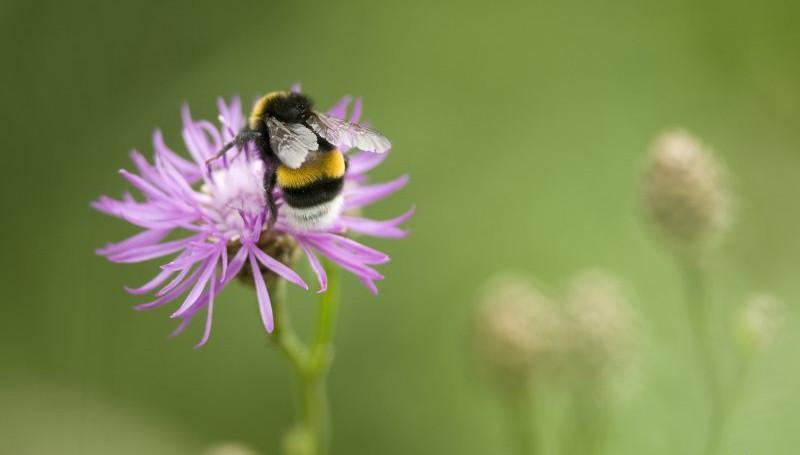 Aardhommel op knoopkruid