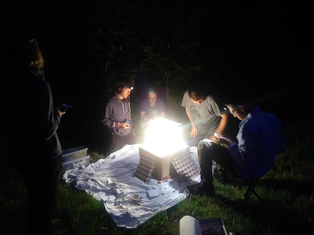 Nachtvlinderinventarisatie in het Hallerbos