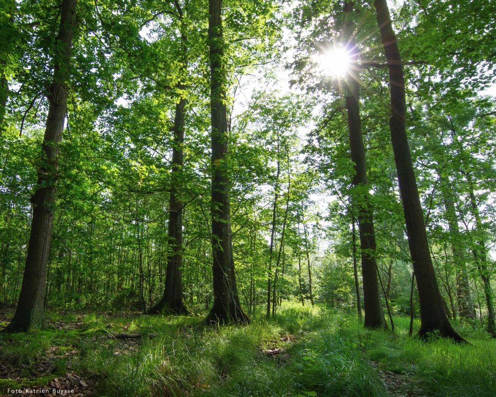 img_4957kluisbos.jpg