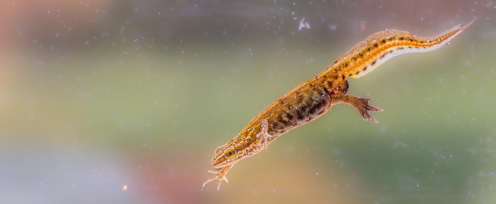 Erwin Derous vinpootsalamander-erwin_derous.jpg
