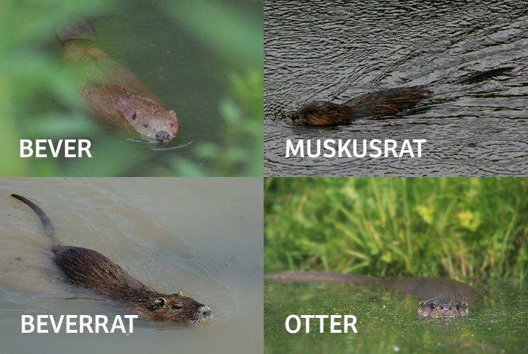 Bever, muskusrat, beverrat, otter