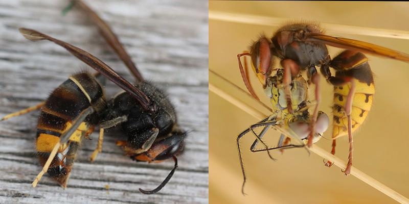 Links: Aziatische hoornaar (foto: Roger De Vos), rechts: Europese hoornaar (foto: Dominique Duyck).