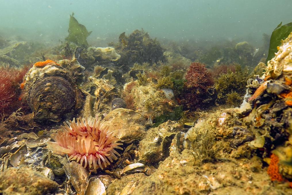 Oesterrif met zeeanemoon in de Noordzee