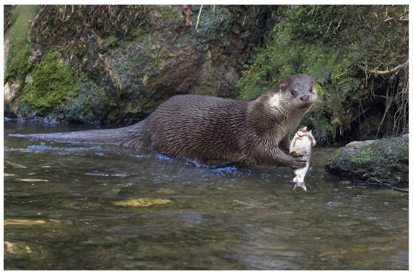 Otter (foto: François Van Bauwel)