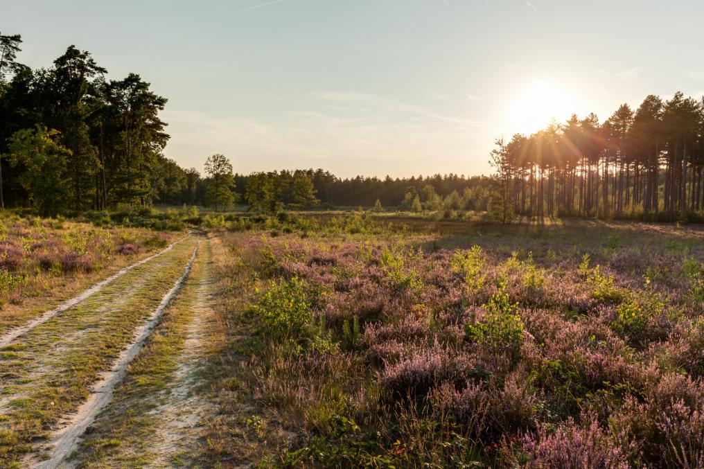 Averbode Bos en Heide
