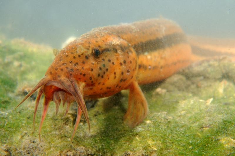 Grote modderkruiper