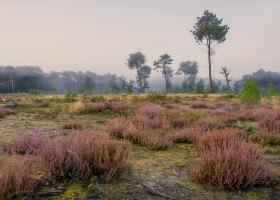 Bels Broek en Heide