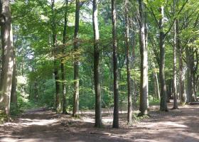 Molenbos