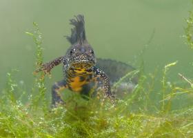 Amfibie - Kamsalamander - Hugo Willocx