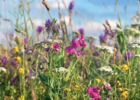 Tuin---Bloemenweide---Shutterstock
