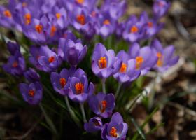 Voorjaarsbloeiers - Krokus - Shutterstock