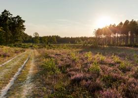 Wandelpad heide - Vilda - Jeroen Mentens
