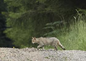 Wilde kat