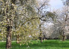  Preview Name hoogstamboomgaard-kris_peeters