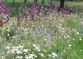 hoogstamboomgaard_-_bernadette_kinart