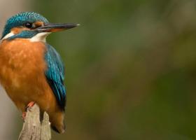 ijsvogel-dries_van_haut