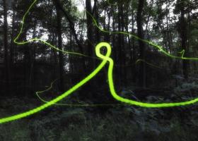 Kleine glimworm - David Hendrickx