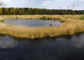 munsterbos_vijvers_benny_odeur