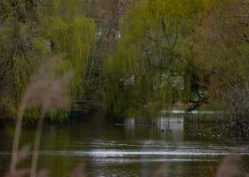natuurpunt_avelgem_-_coupure_deweer