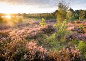 Heide - Wim Dirckx